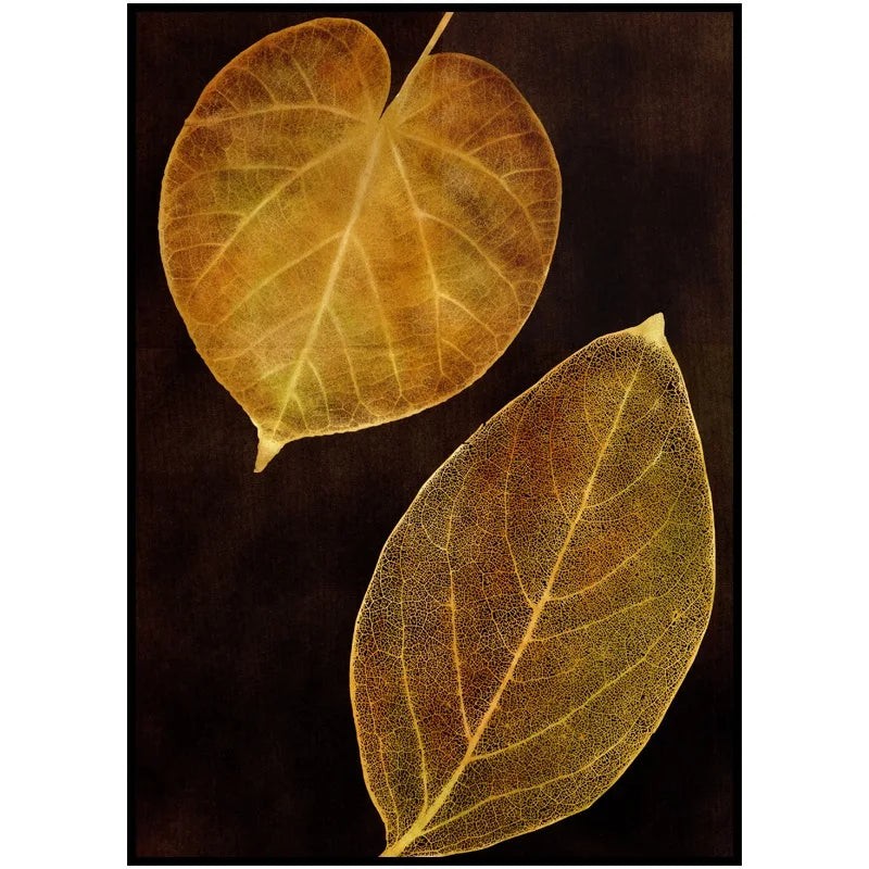 A captivating pair of botanical artworks depicting translucent leaf skeletons in golden-brown hues against a dark backdrop.