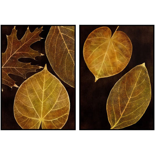 A captivating pair of botanical artworks depicting translucent leaf skeletons in golden-brown hues against a dark backdrop.